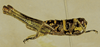 Brakeracris varablancensis Rowell, 1995: male (coloration faded). (Otu).