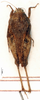 CollectionObject 1538468; dea85daf-effa-49ac-8100-56746df6fa28: female, dorsal view, paratype. (CollectionObject).