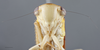 Head on Dilobopterus bracteatulus (Jacobi, 1905): Head/Face. (Observation).