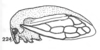 Habitus, lateral view on Anisostylus gillettei (Goding, 1892): (Observation).