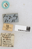 CollectionObject 1517873; a6edab09-c0dd-4912-990d-04d9642e1c12, NHMUK010362930: labels (syntype). (CollectionObject).