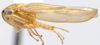 Habitus, lateral view: Paralaca sordida, lateral habitus (INHS). (Observation).