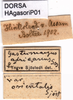 CollectionObject 1568988; b5930275-10e1-4afe-b551-56281ff3990d: labels (partatype of Gastrimargus africanus var. orientalis). (CollectionObject).
