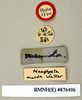 Aptera munda (Walker, 1868): Copyright Natural History Museum, London. Labels from holotype (adult male) in BM(NH). (Otu).