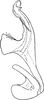 Aedeagus, lateral view on Erythria ferrarii (Puton, 1877): Aedeagus, lateral view. (Observation).