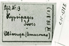 CollectionObject 1506898; 1f2c2497-46a8-48a9-b0c3-8a94adfd83a8: Image C.S. Carbonell. label (holotype). (CollectionObject).