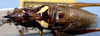 CollectionObject 1531381; NMW 2596, 4704480c-c2eb-45dd-b30a-d2ed8fa76552: male, dorsal view (holotype). (CollectionObject).
