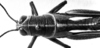 CollectionObject 1501147; 7399fed1-9acd-40c3-9b68-5fa7dff6c661, DORSA BA000582S01: Image Carbonell, C.S. female head and pronotum, dorsal view (holotype). (CollectionObject).