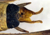 CollectionObject 1500459; ecb1d0e8-e944-4714-9099-186ef00ae4c7, DORSA BTeupcreHTM: male cerci (holotype). (CollectionObject).