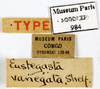 CollectionObject 1587364; MNHN(SF IMPORT DUPLICATE) MNHN-EP-EP984, c625b095-9f4f-4f1f-87af-49236aaa1872: CC BY-NC-ND 4.0/MNHN - Depraetere Marion - 2014. Syntype, female, of variegata Shelford, 1907. Specimen number: MNHN-EP-EP984. http://coldb.mnhn.fr/catalognumber/mnhn/ep/ep984. (CollectionObject).