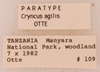 CollectionObject 1961575; ea1d0043-4fc1-450d-826d-ccfcb760f3dc, ANSP006_GRYLL_ANSP: Female, labels (paratype). (CollectionObject).