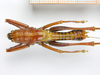 CollectionObject 1587976; c606a153-50be-4f57-9fdb-853a75123696: male holotype in dorsal view. (CollectionObject).