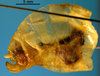 CollectionObject 1501746; 325f1b2c-fbe3-45e2-852e-a95e1ec86c01: female ovipositor (syntype). (CollectionObject).