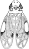 Habitus, dorsal view on Erythria ferrarii (Puton, 1877): Habitus. (Observation).