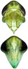 Head on Distantasca latibasis (Zhang & Liu, 2010): Head. (Observation).