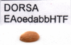 CollectionObject 1537582; e88c3f6c-9742-4fa6-bc49-79666e58b417: label with specimen code and tegmen (holotype). (CollectionObject).