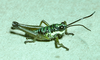 Talamancacris palustris Rowell, 1995: male. (Otu).