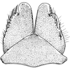 Subgenital plate, ventral view on Diplocolenus (Verdanus) Oman, 1949: Subgenital plate. (Observation).