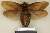 CollectionObject 1572961; b782e02f-5222-41bc-b2aa-44246ee973e6: Copyright Natural History Museum, London. Non-type (adult male) in BM(NH). Ventral view. (CollectionObject).