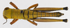 CollectionObject 1523755; 4cfd052e-46d5-4e07-923f-726f2f52140b: male, dorsal view (holotype). (CollectionObject).