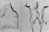 Other: Pygofer lobe, aedeagus, connective, and styli. (Observation).