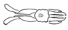Aleuas uruguayensis Carbonell, 2008: Fig. 33F. endophallus, dorsal view. (Otu).