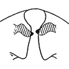 Pygofer ventral appendages, ventral view on Chelidinus cinerascens Emeljanov, 1962: Pygofer, ventral view. (Observation).
