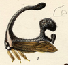 Habitus, lateral view on Cladonota (Lecythifera) championi (Fowler, 1894): (Observation).