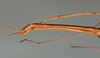 CollectionObject 1560703; c3652772-d7b3-48ad-bc1e-1583e73241a2: copyright USNM, Washington. female: head & thorax, lateral view (holotype). (CollectionObject).
