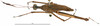 CollectionObject 1581737; f77b5920-f19e-49b0-9eca-06b839a5cf11: male, dorsal view (holotype). (CollectionObject).
