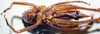 CollectionObject 1572504; c6d34978-1363-4c82-ac0b-25c78648a32a: female, ventral view (syntype). (CollectionObject).