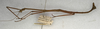 CollectionObject 1559261; b6a2bd4f-c185-4bd8-8e5c-d457d6d3872e: copyright NMW, Vienna. male of synonym Carausius immundus (syntype). (CollectionObject).;CollectionObject 1559262; 121776fb-3010-437b-873e-1f43e1b5f65b: copyright NMW, Vienna. male of synonym Carausius immundus (syntype). (CollectionObject).