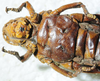 CollectionObject 1498702; 27418171-d4af-49b0-8e1d-eadd345d3a49: female, ventral view. (CollectionObject).