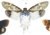 Habitus, dorsal view on Cerogenes auricomus (Burmeister, 1835): (Observation).