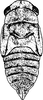 Nymph: !! display not done !! on Oncopsis (Oncopsis) flavicollis (Linnaeus, 1761): (Observation).