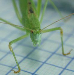 male face. Depicts Phaneroptera (Phaneroptera) falcata (Poda, 1761), an Otu.