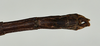 CollectionObject 1559952; USNM(SF IMPORT DUPLICATE) 6974, 0194ce65-310a-4ae0-914d-acc0651d0af1: copyright USNM, Washington. (CollectionObject).
