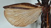 CollectionObject 1561461; 1d77f75d-7c03-42e0-8087-c393aa10e6dc: copyright USNM, Washington. (CollectionObject).