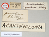CollectionObject 1558174; 885f99da-0af1-45d6-8d45-4240f681d5ab: copyright Natural History Museum, London. female, data labels (holotype). (CollectionObject).