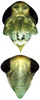 Head on Distantasca paraterminalis (Qin & Zhang, 2007): Head (holotype). (Observation).
