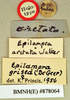 Epilampra grisea (De Geer, 1773): Holotype, female, labels. BMNH(E)#878064. (Otu).