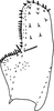 Subgenital plate, ventral view on Anufrievia crispata Tan, Jiang & Song, 2021: (Observation).