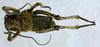 Paracyphoderris erebeus Storozhenko, 1980: male, dorsal view. (Otu).