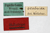 Other on Dascalia scabrida Melichar, 1902: (Observation).