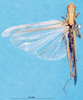 CollectionObject 1581464; 72bee0df-9ffa-4c1f-a823-60f00af0220f: female, dorsal view (paralectotype). (CollectionObject).