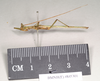 CollectionObject 1563897; f705f437-bad1-41fd-acc8-863f03dff2e0: copyright Natural History Museum, London. male, lateral view (paralectotype). (CollectionObject).;CollectionObject 1563898; 1d1172e3-5c6c-4e2e-80eb-12dffc110707: copyright Natural History Museum, London. male, lateral view (paralectotype). (CollectionObject).
