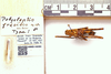 CollectionObject 1499290; 99d63244-8542-42bd-939b-6f09794e50ff: Male, dorsal view, with scale (holotype). (CollectionObject).
