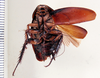Dorylaea rhabdotops Hebard, 1929: Photo taken by Heidi Hopkins. (Otu).
