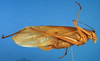 CollectionObject 1500612; fcc4c47c-8a00-4079-8fdf-0711d5a2edd6: female, lateral view (holotype). (CollectionObject).