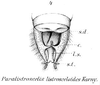 Paralistroscelis listrosceloides (Karny, 1907): male cerci (from Karny 1912, Genera Insectorum 131). (Otu).